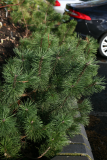 Pinus mugo RCP2-2014 073.JPG